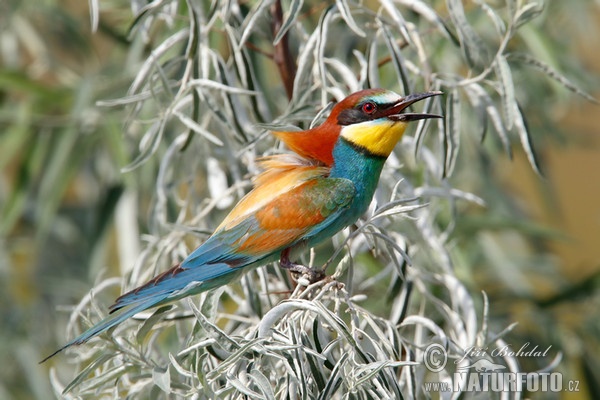 Bee-eater (Merops apiaster)