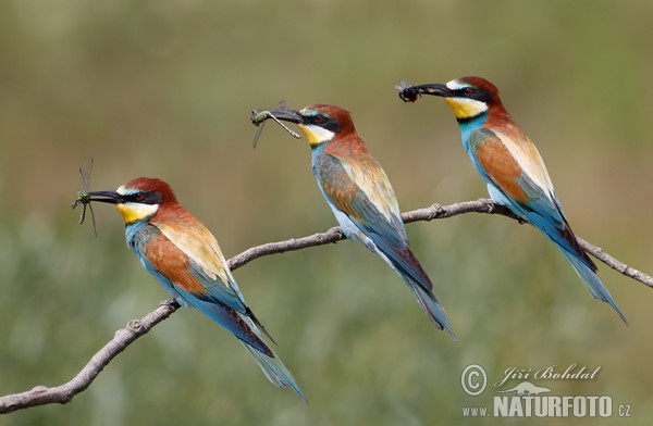 Bee-eater (Merops apiaster)