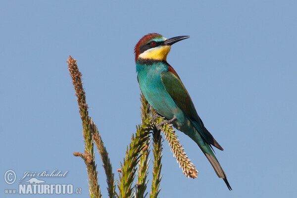 Bee-eater (Merops apiaster)