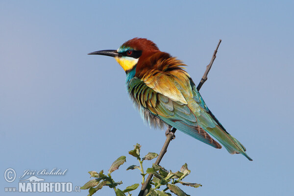 Bee-eater (Merops apiaster)