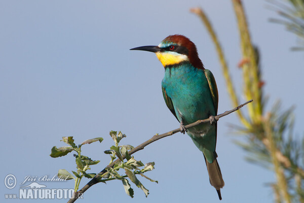 Bee-eater (Merops apiaster)