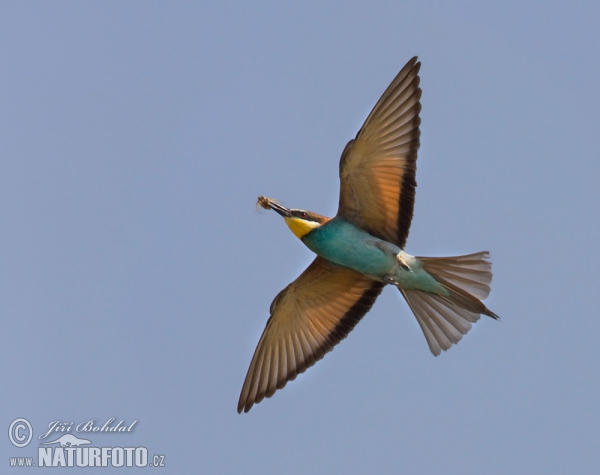 Bee-eater (Merops apiaster)