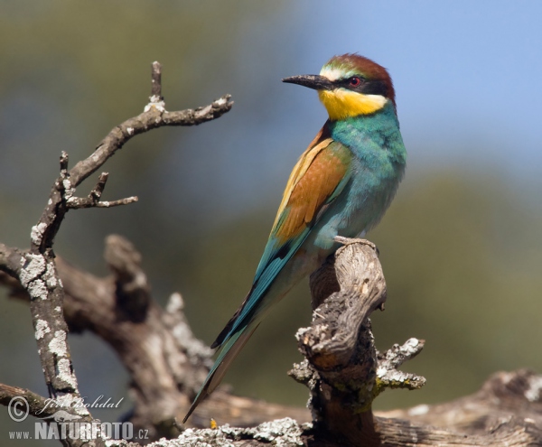 Bee-eater (Merops apiaster)