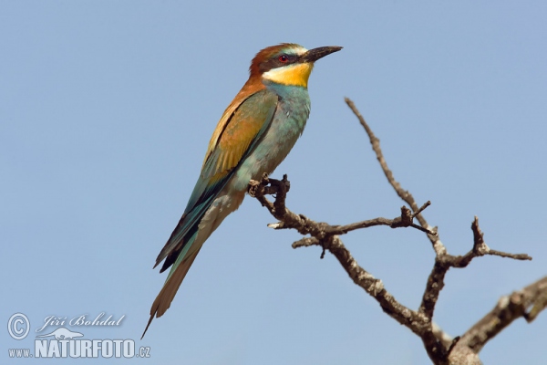 Bee-eater (Merops apiaster)