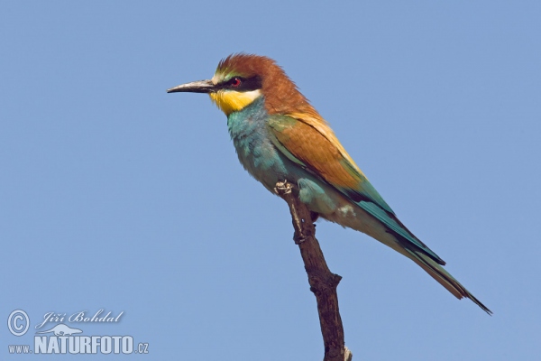 Bee-eater (Merops apiaster)