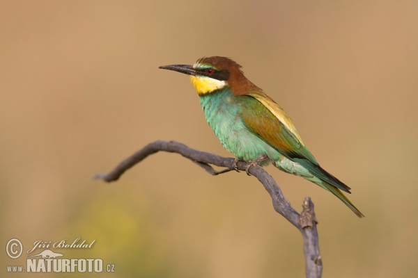 Bee-eater (Merops apiaster)