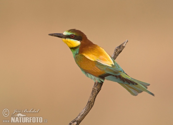 Bee-eater (Merops apiaster)