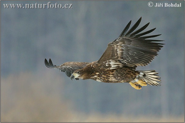 Belorepec