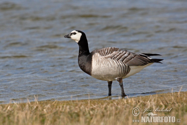 Bernacle Goose (Branta leucopsis)