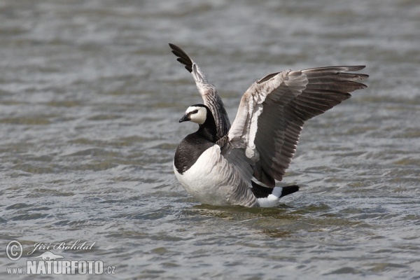 Bernacle Goose (Branta leucopsis)