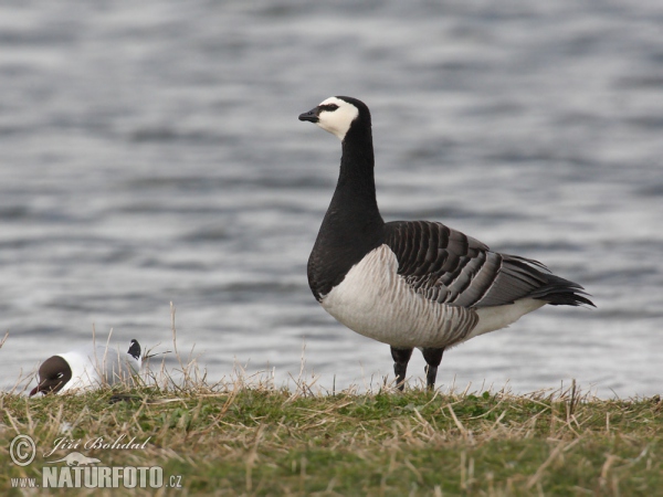 Bernacle Goose (Branta leucopsis)