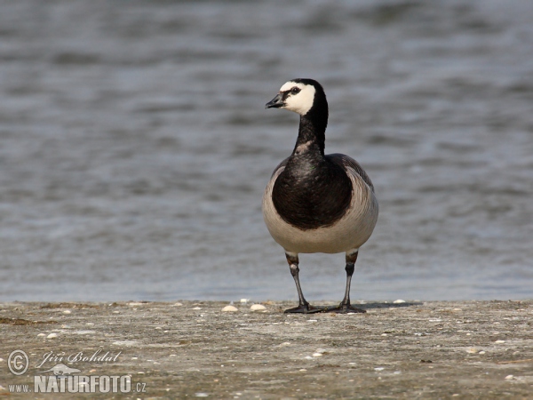 Bernacle Goose (Branta leucopsis)