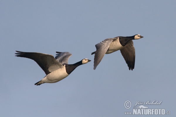 Bernacle Goose (Branta leucopsis)