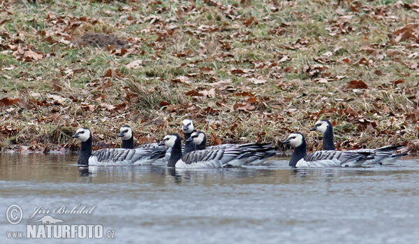 Bernacle Goose (Branta leucopsis)