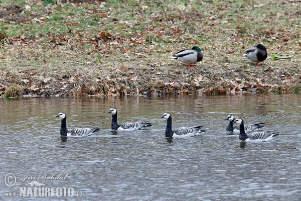 Bernacle Goose (Branta leucopsis)