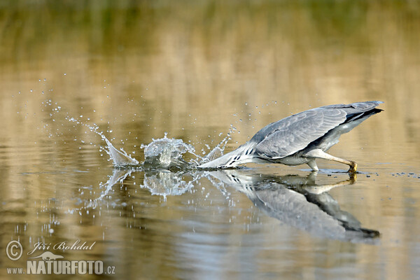 Bernat pescaire