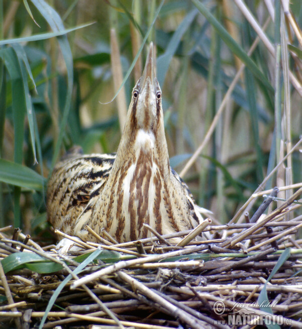 Bittern (Botaurus stellaris)