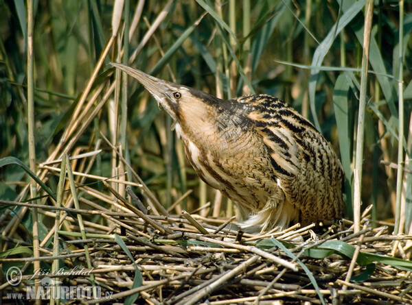 Bittern (Botaurus stellaris)