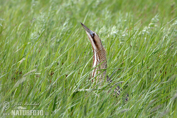 Bittern (Botaurus stellaris)