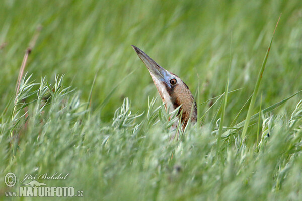 Bittern (Botaurus stellaris)