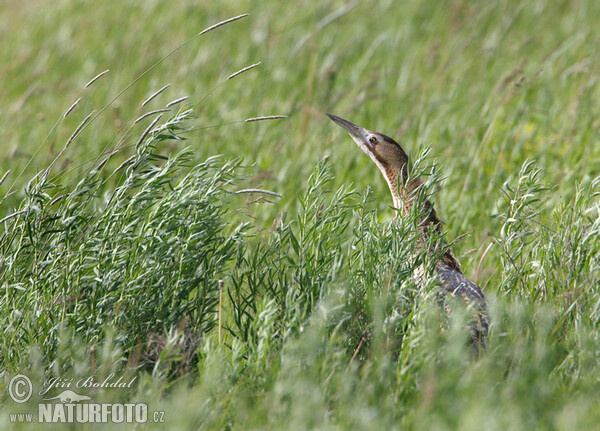 Bittern (Botaurus stellaris)