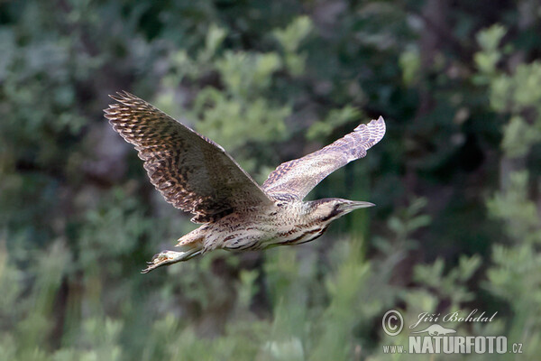 Bittern (Botaurus stellaris)