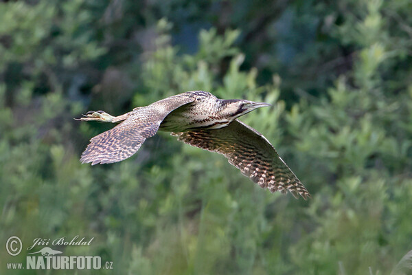 Bittern (Botaurus stellaris)