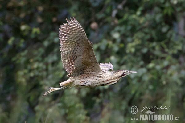 Bittern (Botaurus stellaris)