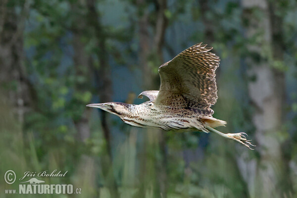 Bittern (Botaurus stellaris)