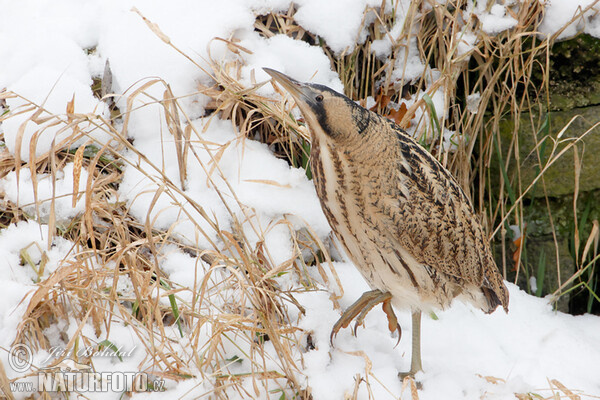 Bittern (Botaurus stellaris)