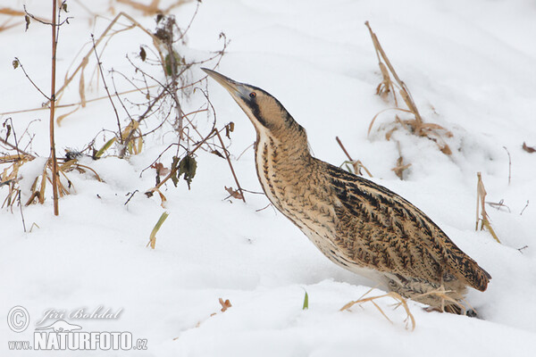 Bittern (Botaurus stellaris)