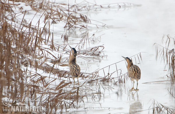 Bittern (Botaurus stellaris)