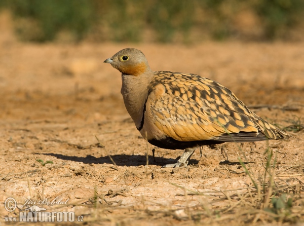 Black-bellied Sandgrouse (Pterocles orientalis)