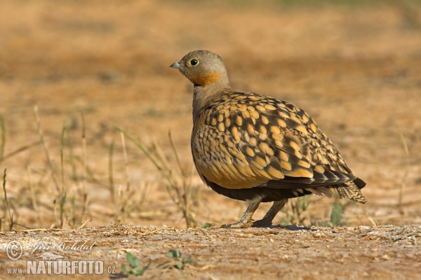 Black-bellied Sandgrouse (Pterocles orientalis)