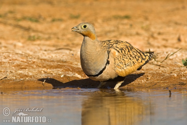 Black-bellied Sandgrouse (Pterocles orientalis)