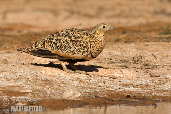 Black-bellied Sandgrouse (Pterocles orientalis)