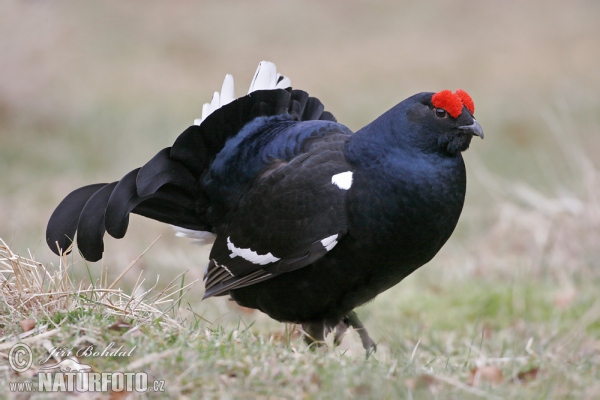 Black Grouse (Tetrao tetrix)