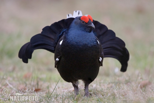 Black Grouse (Tetrao tetrix)