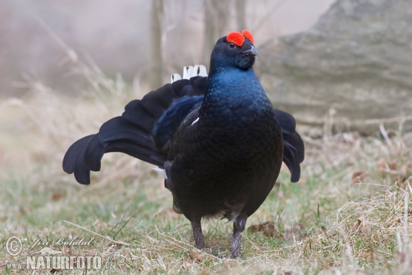 Black Grouse (Tetrao tetrix)