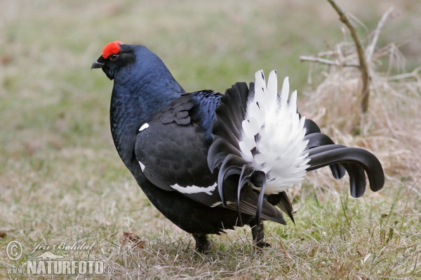 Black Grouse (Tetrao tetrix)