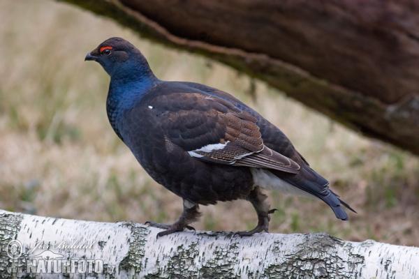 Black Grouse (Tetrao tetrix)