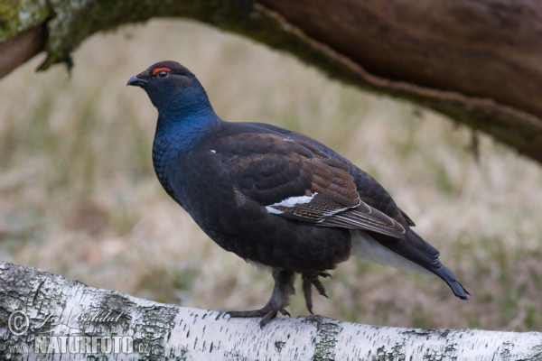 Black Grouse (Tetrao tetrix)