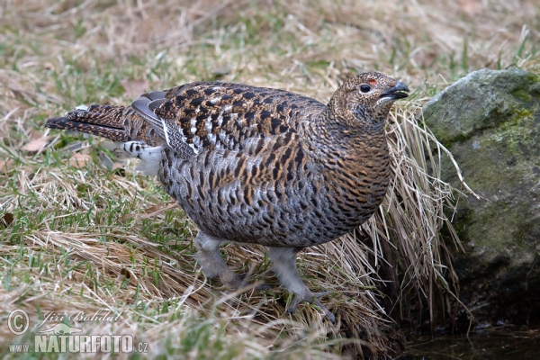 Black Grouse (Tetrao tetrix)