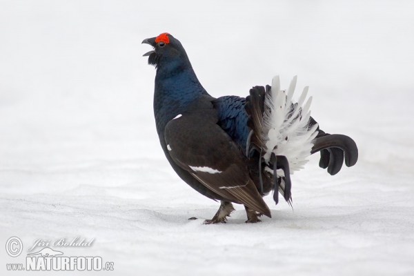 Black Grouse (Tetrao tetrix)