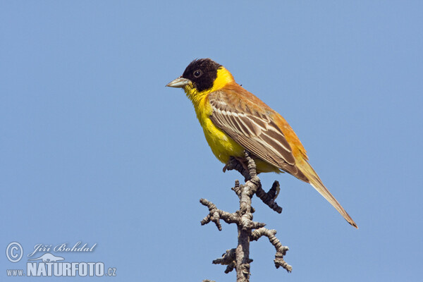 Black-headed Bunting (Emberiza melanocephala)