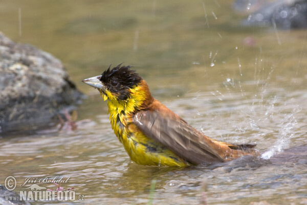 Black-headed Bunting (Emberiza melanocephala)