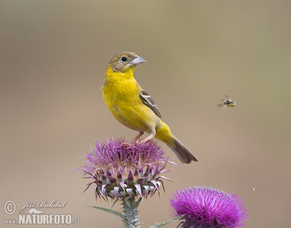 Black-headed Bunting (Emberiza melanocephala)