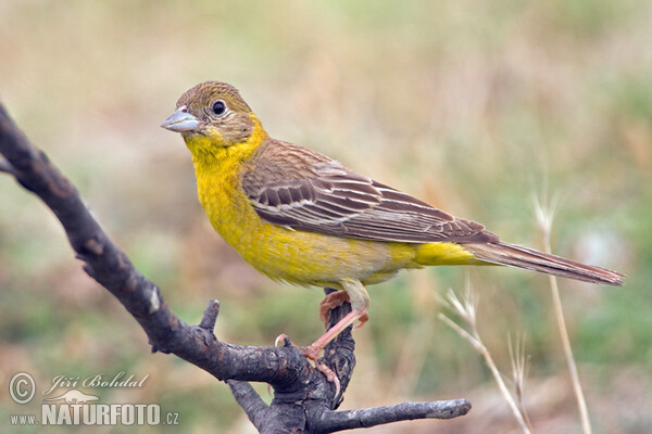 Black-headed Bunting (Emberiza melanocephala)