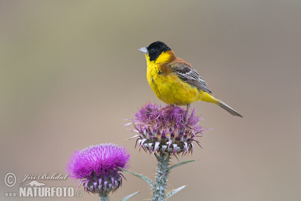 Black-headed Bunting (Emberiza melanocephala)