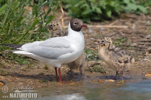 Black-headed Gull (Chroicocephalus ridibundus)